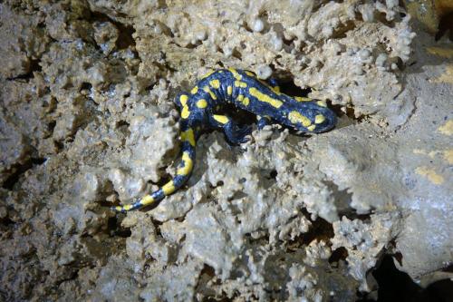 Feuersalamander