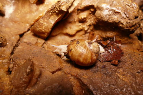 Weinbergschnecke